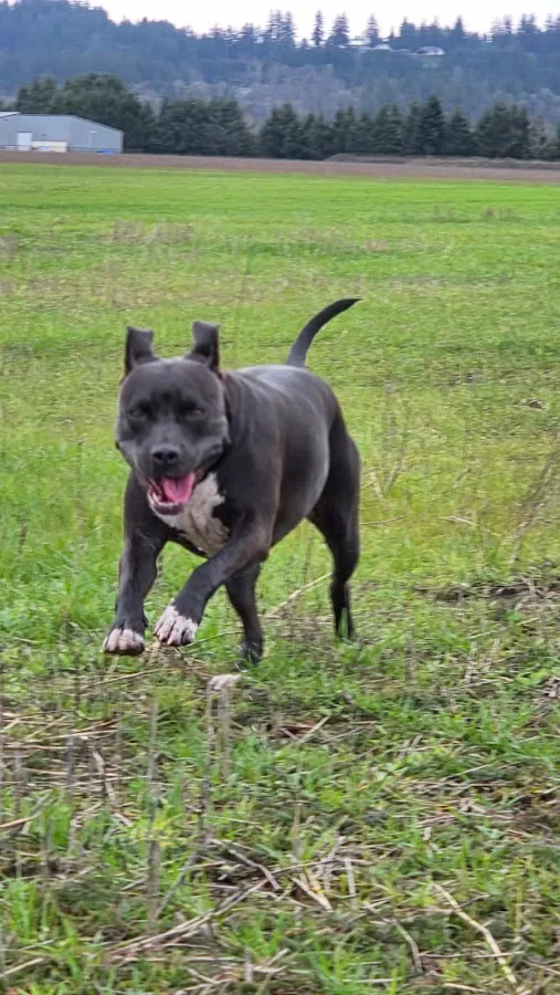 Tanasbourne Veterinary Emergency