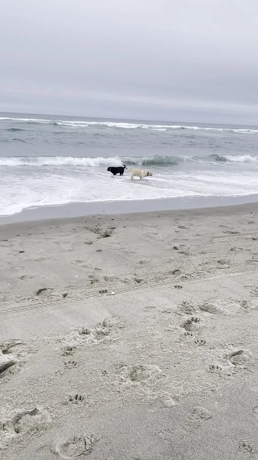 Tanasbourne Veterinary Emergency