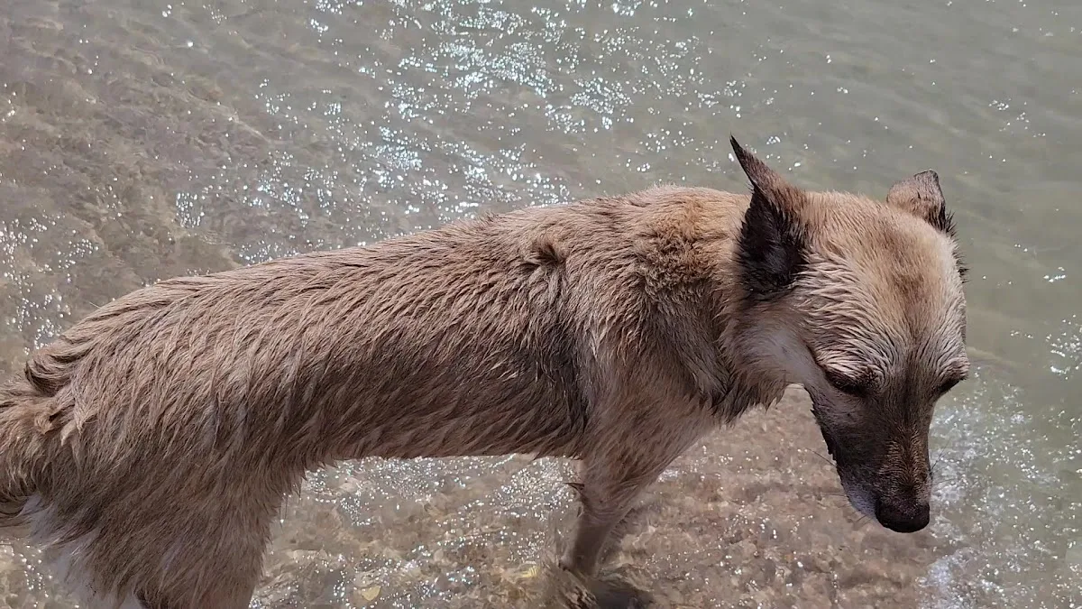The Ohio State University Veterinary Medical Center
