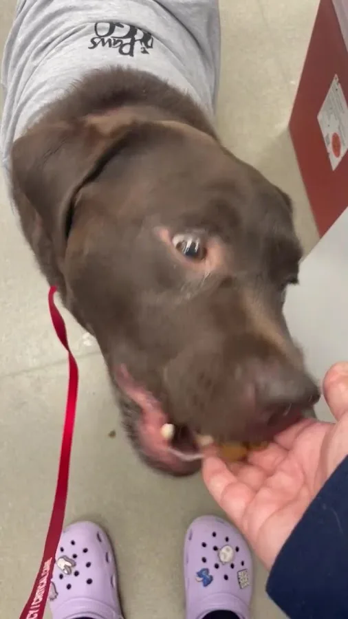 The Regional Veterinary Referral Center