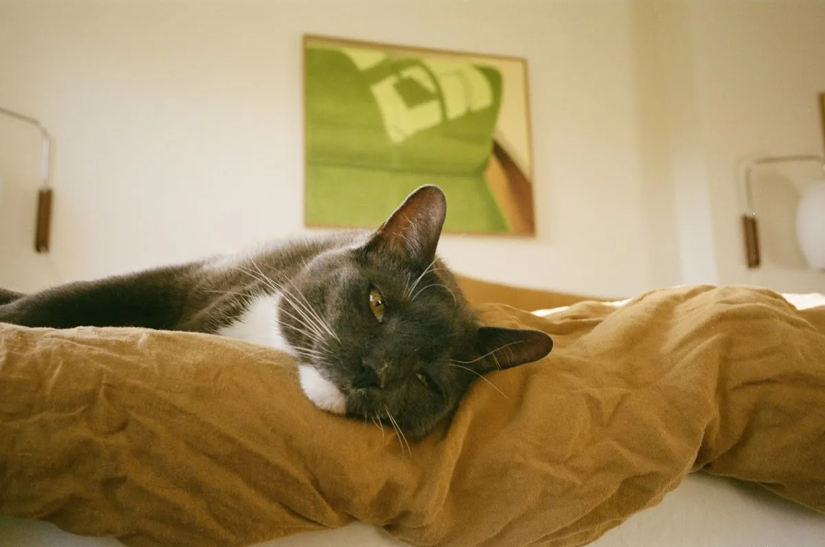 The Schwarzman Animal Medical Center