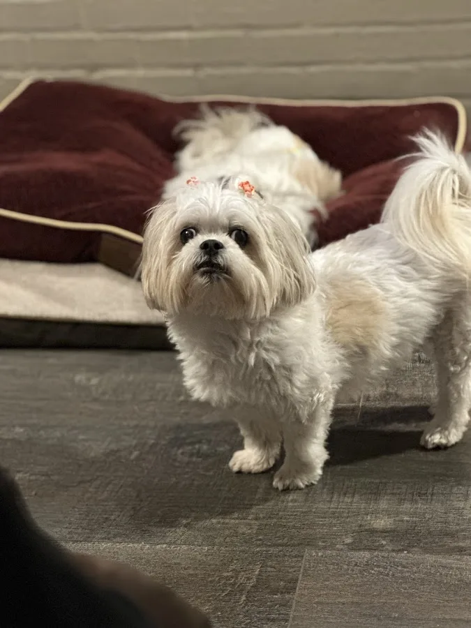 The Village Veterinarian