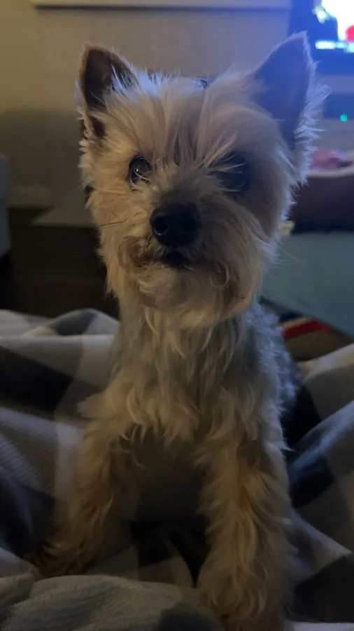 Thrive Pet Healthcare Specialists - Mansfield