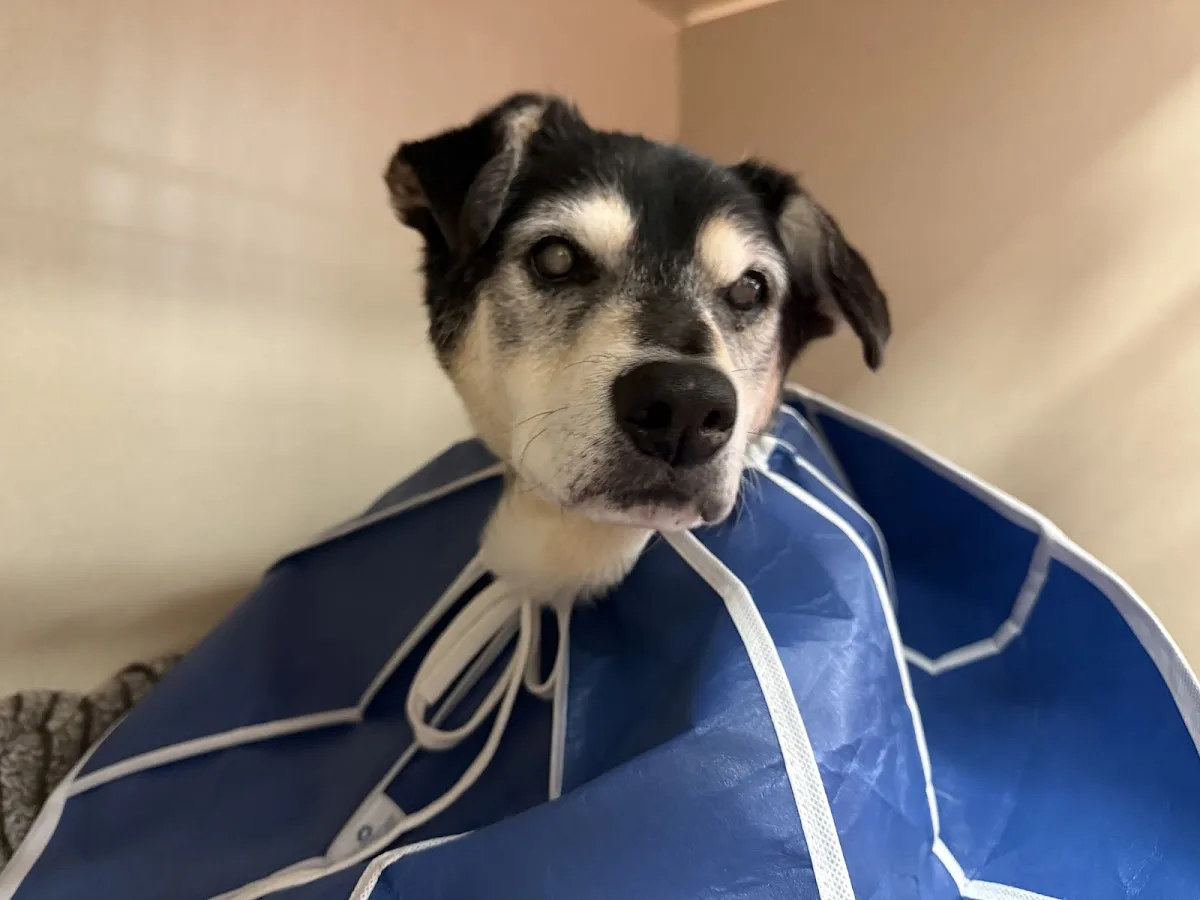 Thrive Pet Healthcare Specialists Miami