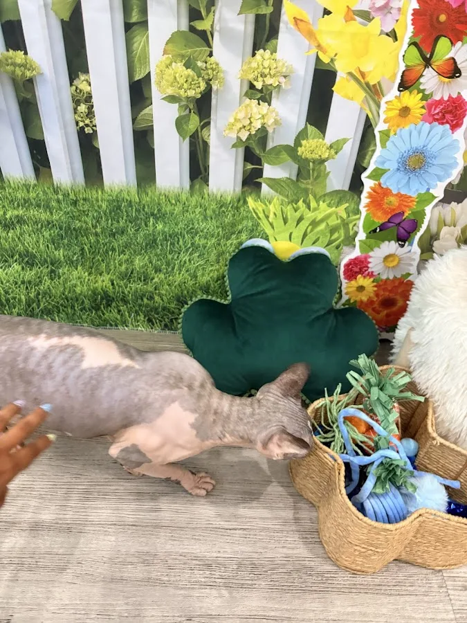 Thrive Pet Healthcare Specialists North Scottsdale