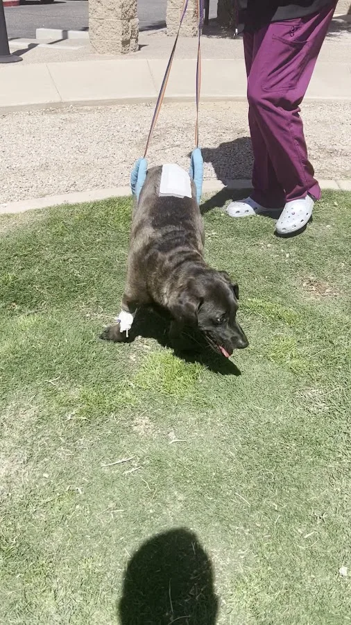 Thrive Pet Healthcare Specialists North Scottsdale