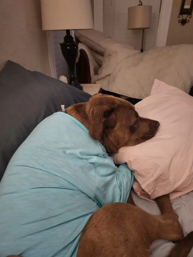 Thrive Pet Healthcare Specialists San Antonio