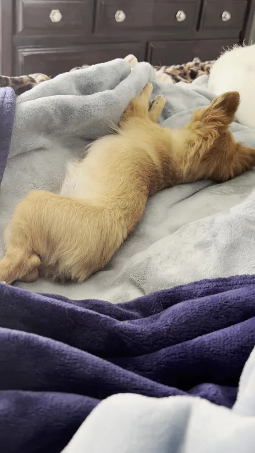 Thrive Pet Healthcare Specialists San Antonio