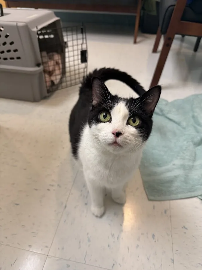 Thyro-Cat Feline Hyperthyroidism Treatment Center-Stamford, CT