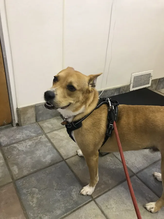 Thyro-Cat Feline Hyperthyroidism Treatment Center-Stamford, CT