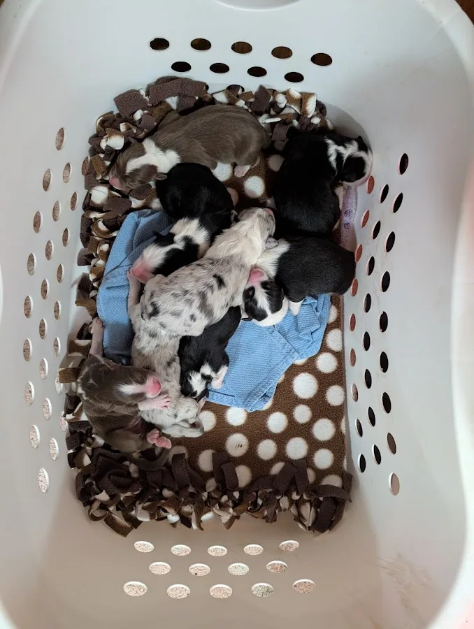 Timberline Vet Emergency & Specialty