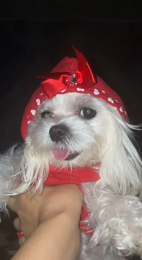 Timberline Vet Emergency & Specialty