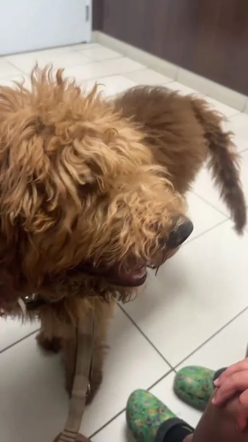 Tropicana Animal Hospital