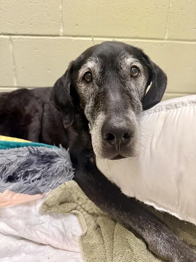 Tufts Veterinary Emergency Treatment & Specialties