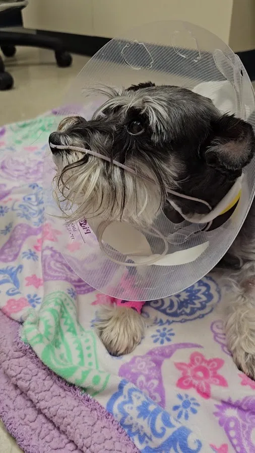 Tufts Veterinary Emergency Treatment & Specialties