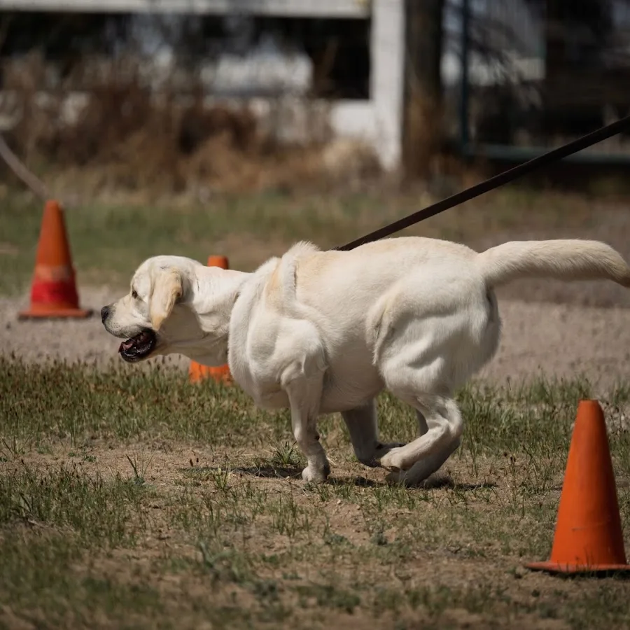 Uintah Pet Emergency