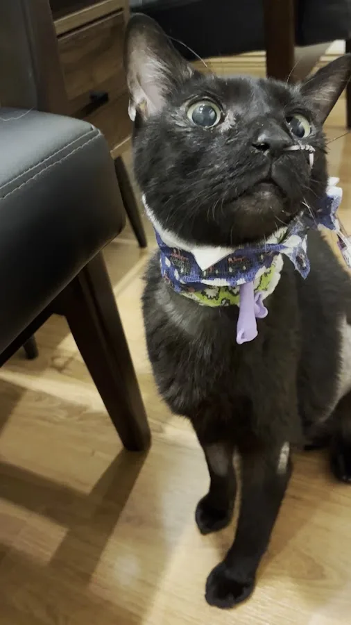 University of Pennsylvania Veterinary Hospital Emergency Wing