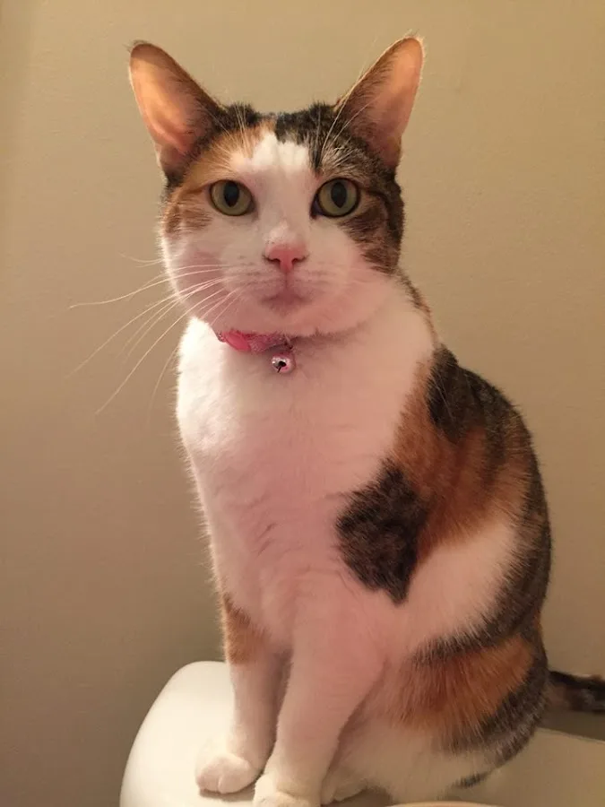 Upstate Vet Emergency & Specialty Care - Greenville