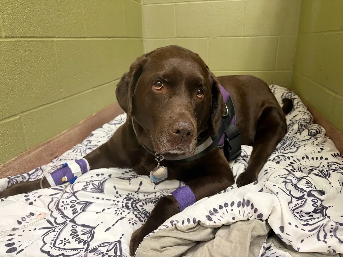 Upstate Vet Emergency & Specialty Care - Greenville