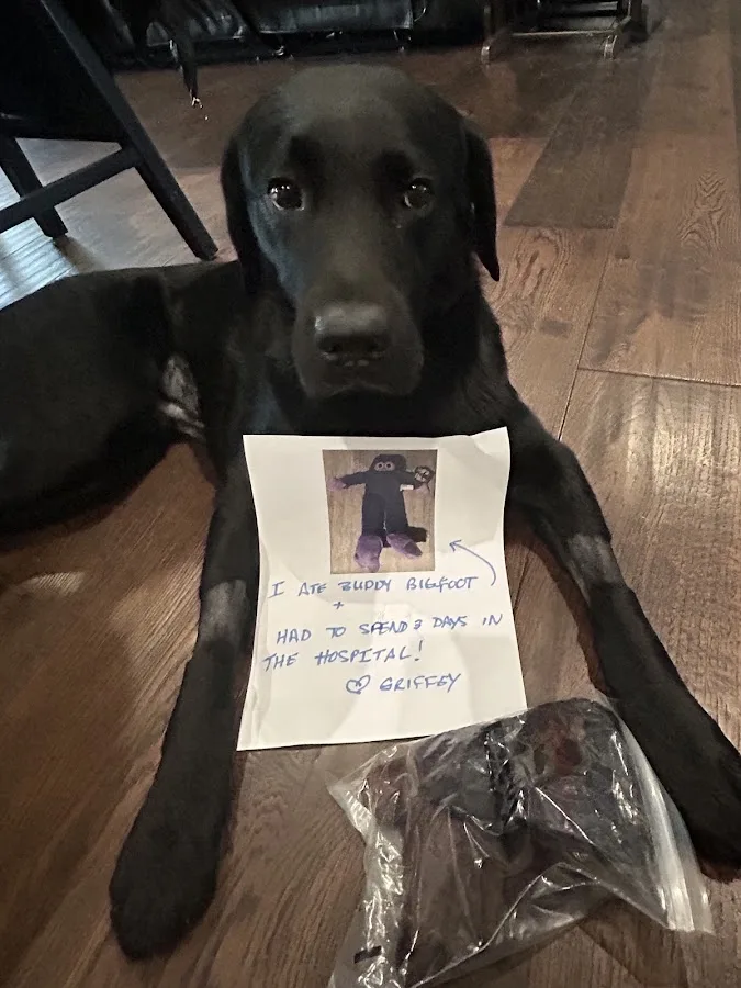 Upstate Veterinary Specialties