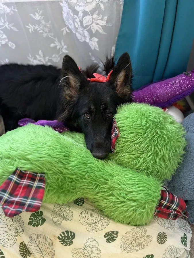 Urgent Care - Shiland Animal Hospital & Urgent Care