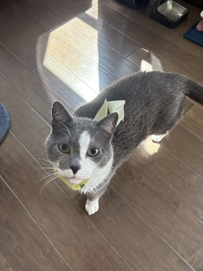 Urgent Care - Shiland Animal Hospital & Urgent Care