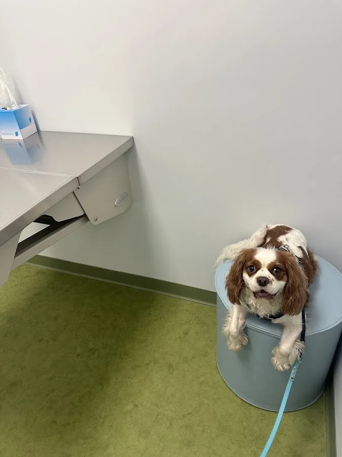 URvet Care Astoria (URvet Care Midtown Medical Center Open 24/7)