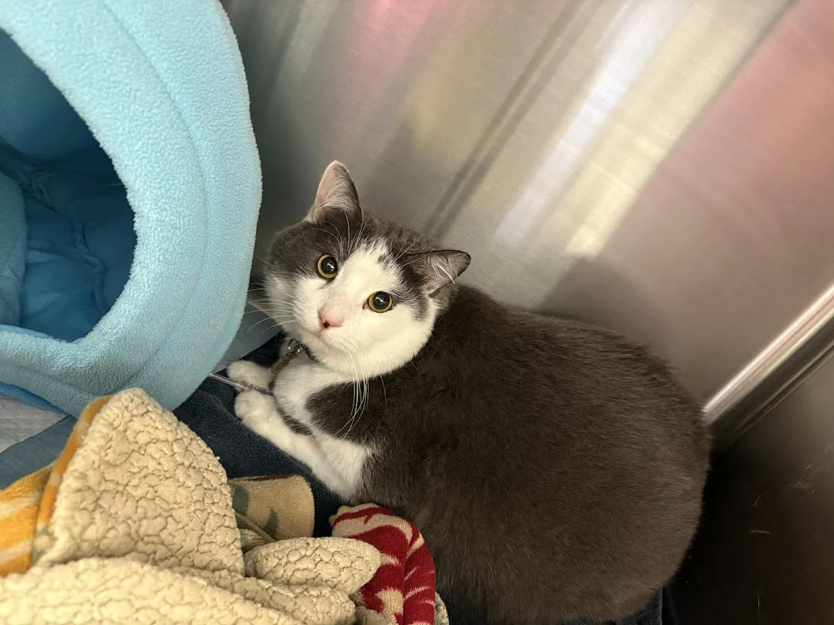 URvet Care Astoria (URvet Care Midtown Medical Center Open 24/7)