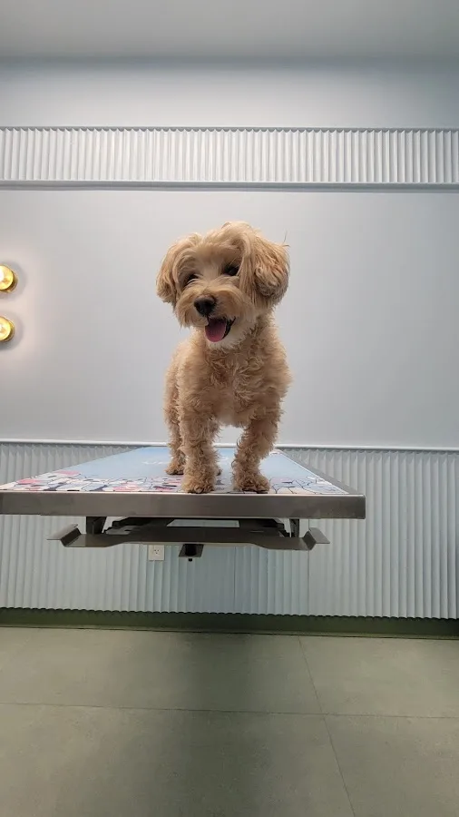 URvet Care Midtown Medical Center