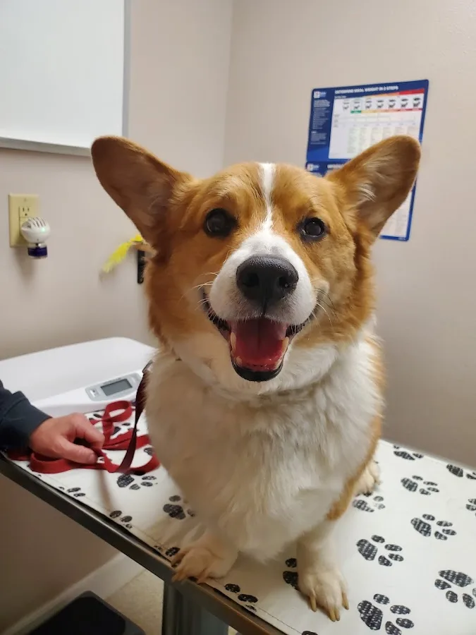US Veterinary Services