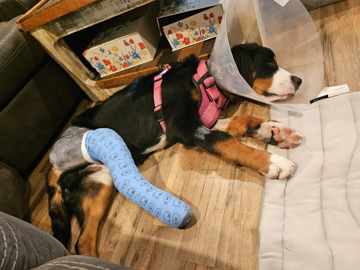 Valley Central Veterinary Referral and Emergency Center primary photo