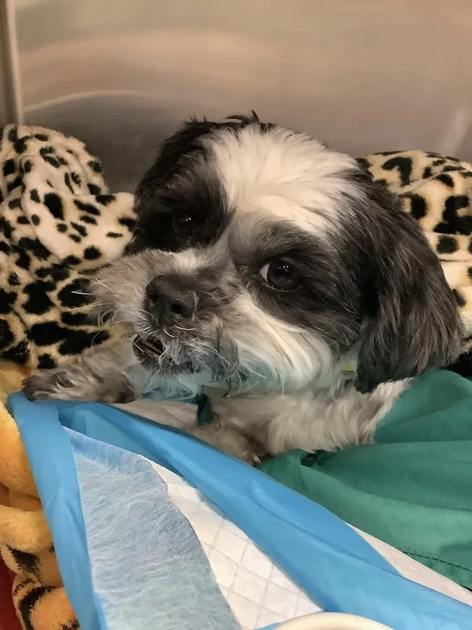 Valley Central Veterinary Referral and Emergency Center