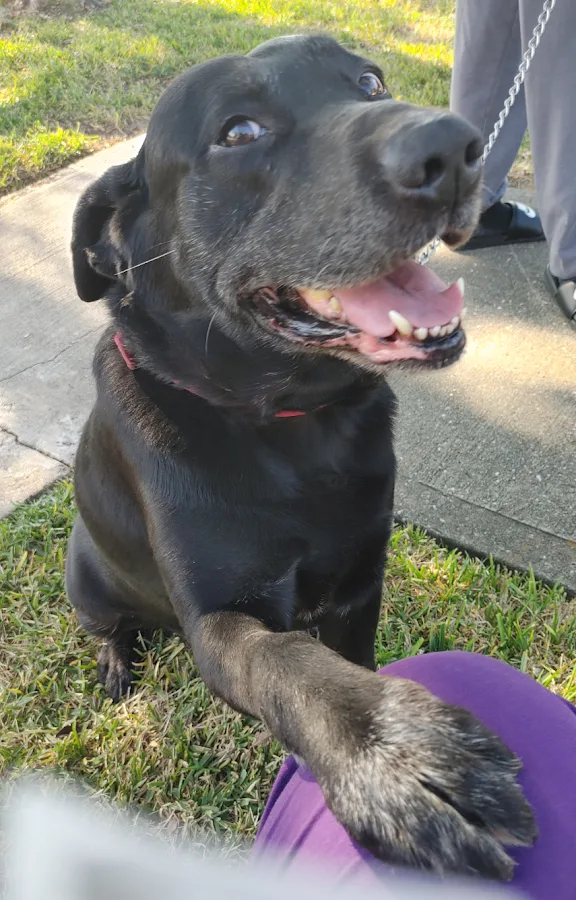 VCA Animal Emergency Hospital Southeast Calder Road primary photo