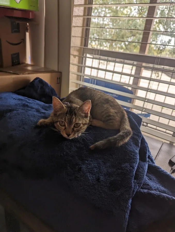 VCA Animal Emergency Hospital Southeast Calder Road