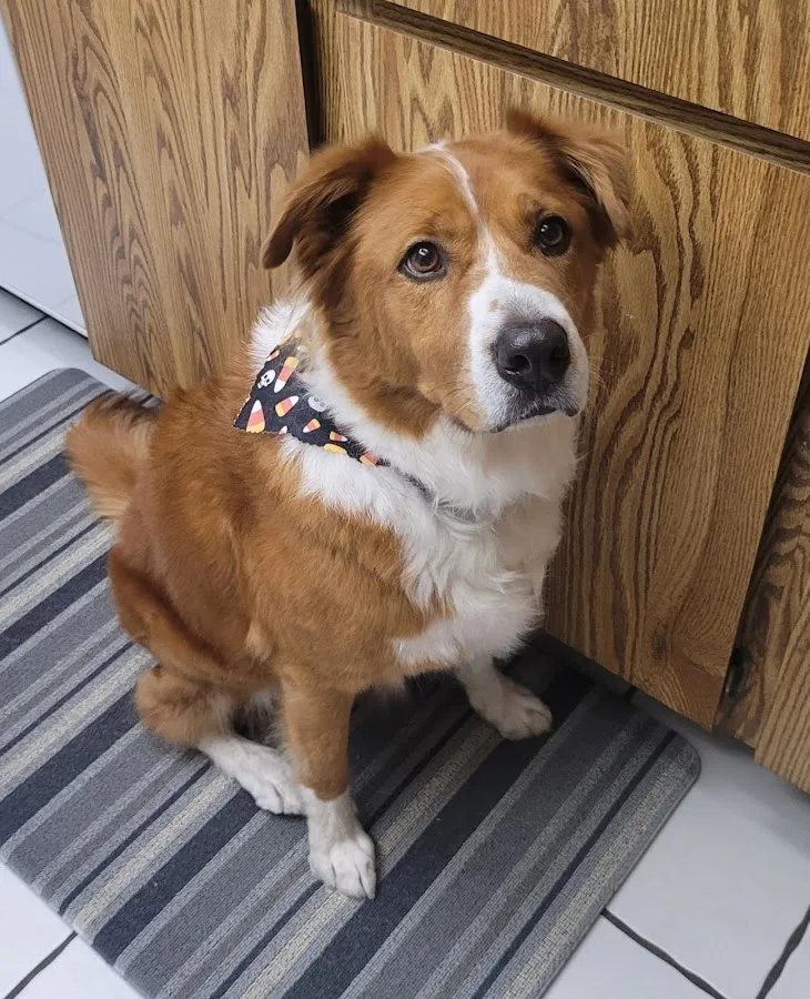 VCA Animal Hospitals Urgent Care - Chandler