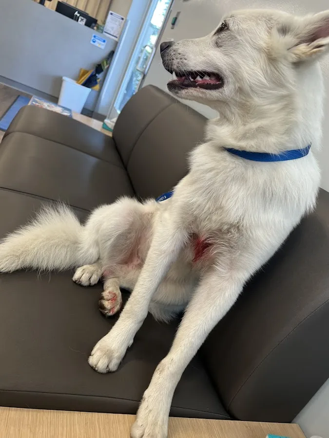 VCA Animal Specialty Group