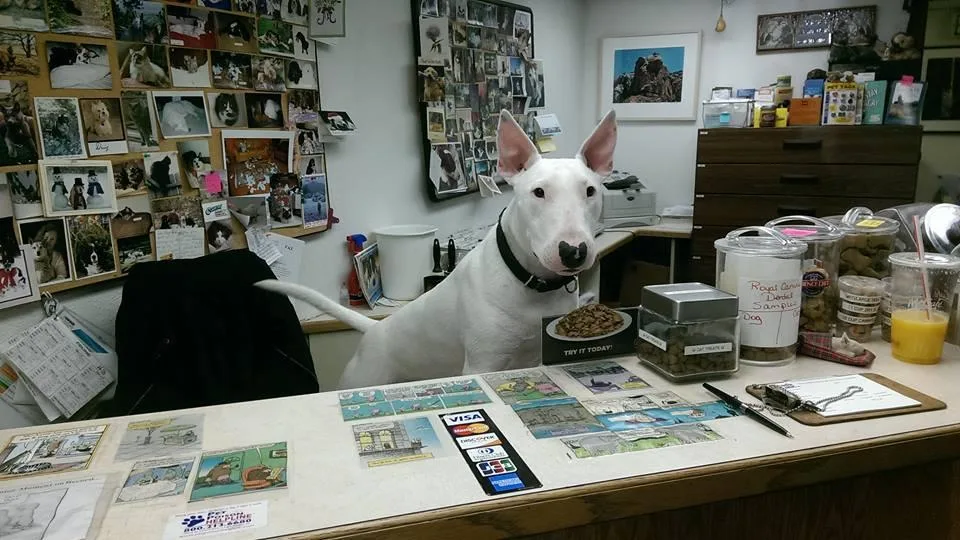 VCA Arrighetti Animal Hospital: Hoshen Shiri