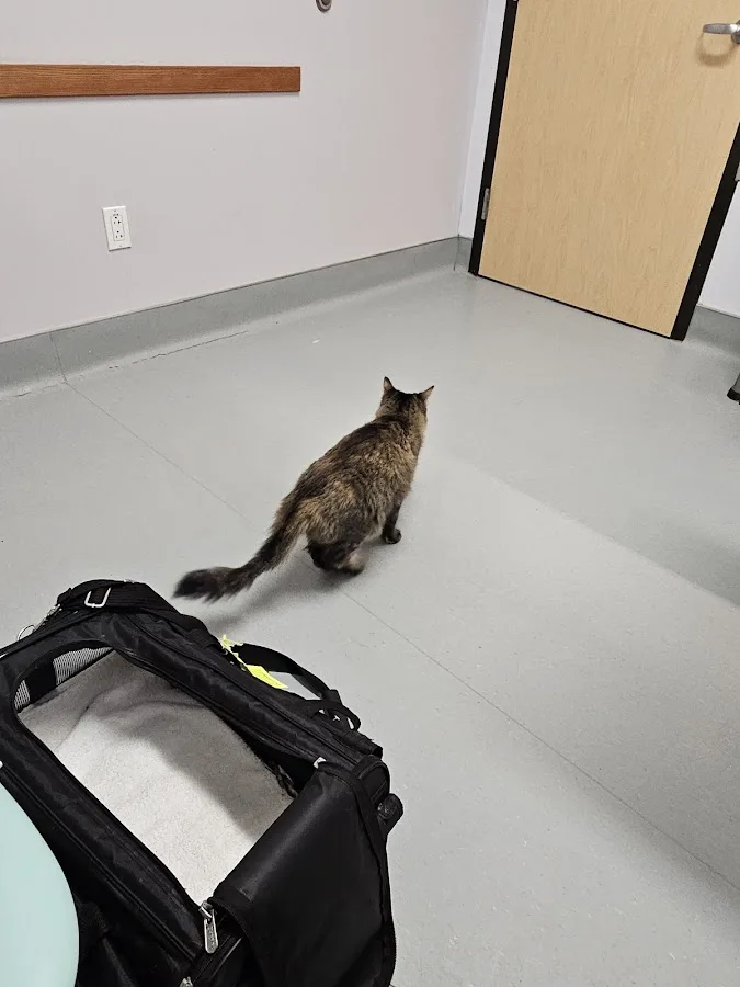 VCA Arrighetti Animal Hospital: Hoshen Shiri