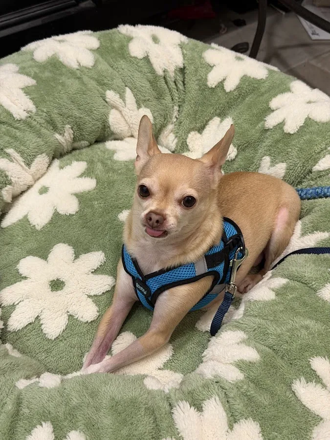 VCA Aurora Animal Hospital