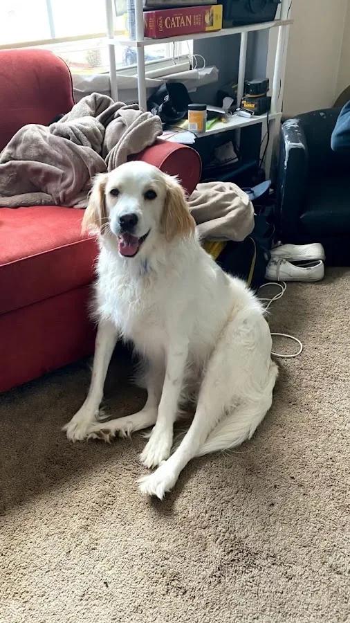 VCA Aurora Animal Hospital