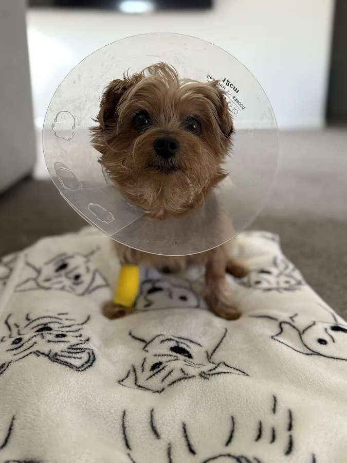 VCA Bakersfield Animal Hospital