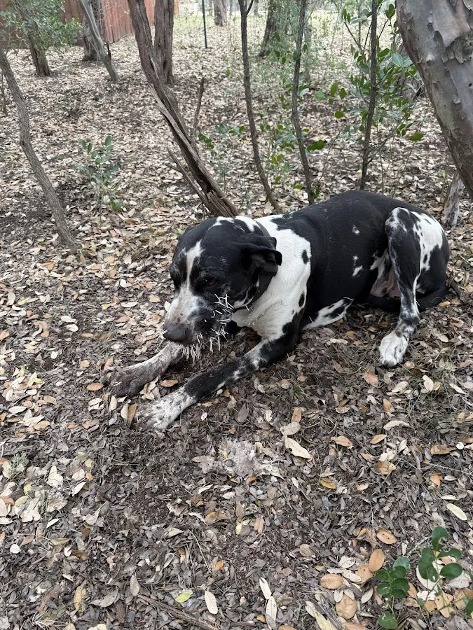 VCA Becker Animal Hospital and Pet Resort