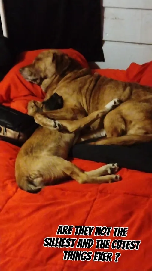 VCA Becker Animal Hospital and Pet Resort