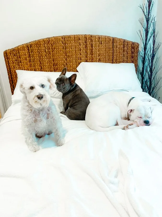 VCA Emergency Animal Hospital & Referral Center