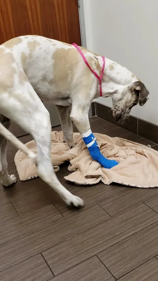 VCA Emergency Animal Hospital & Referral Center