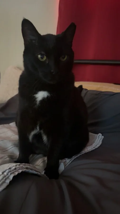 VCA McCormick Ranch Animal Hospital and Emergency Center