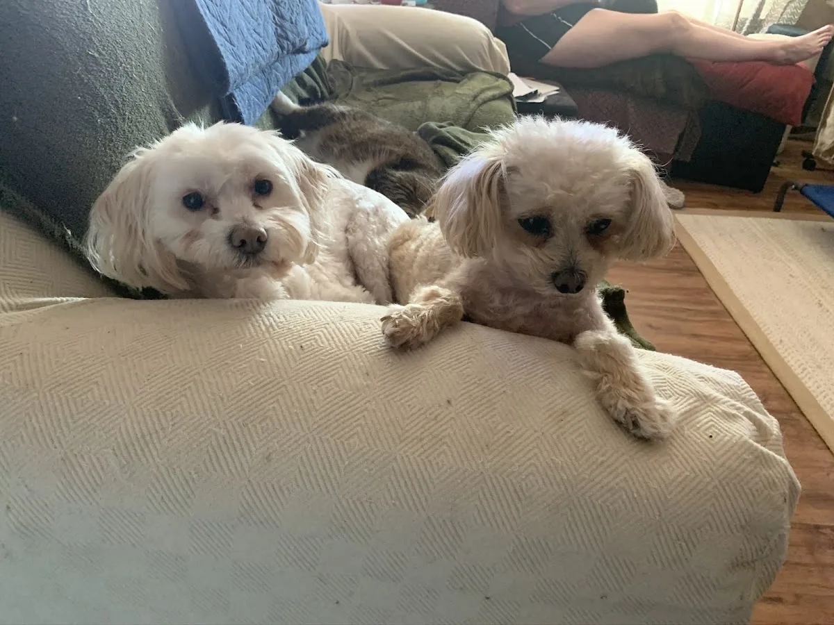 VCA McCormick Ranch Animal Hospital and Emergency Center