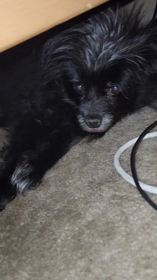 VCA Metroplex Animal Hospital & Pet Lodge