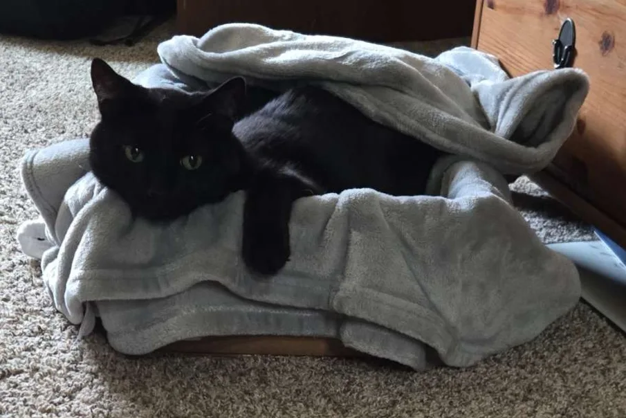 VCA Milwaukee Emergency Center for Animals