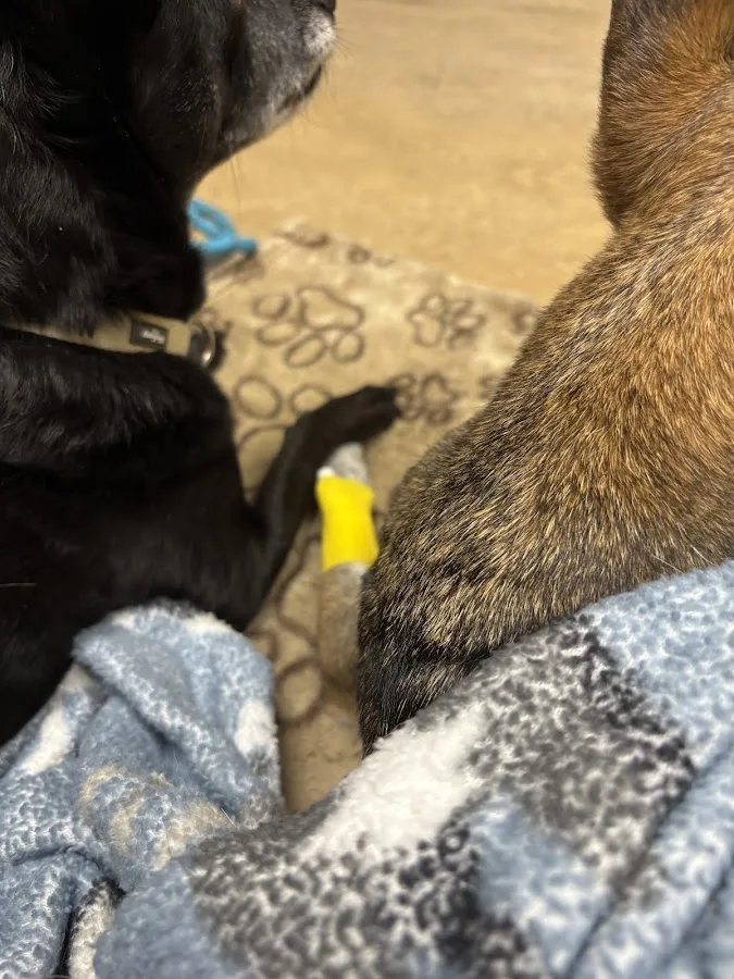 VCA Oso Creek Animal Hospital and Emergency Center